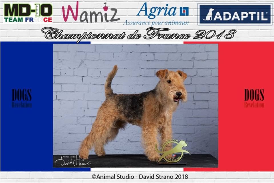 Absolute dolce vita - ABSOLUTE DOLCE VITA LOVELY ONLY ME : CACIB  Championnat de France 2018