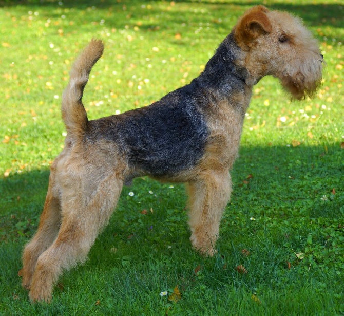 Absolute dolce vita - GEFFERSON MAIDEN :Champion de FRANCE:Cacs, Cacib à Châteauroux