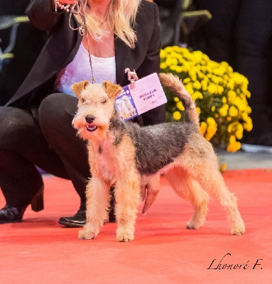 Absolute dolce vita - IDYLLE DIVINE : Meilleur Puppy  à l'exposition de METZ le 3 .11.2013