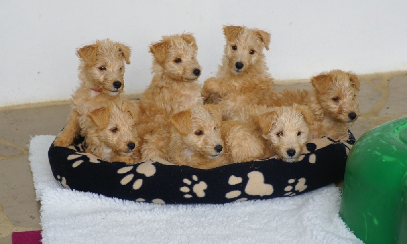 chiot Lakeland Terrier Absolute dolce vita