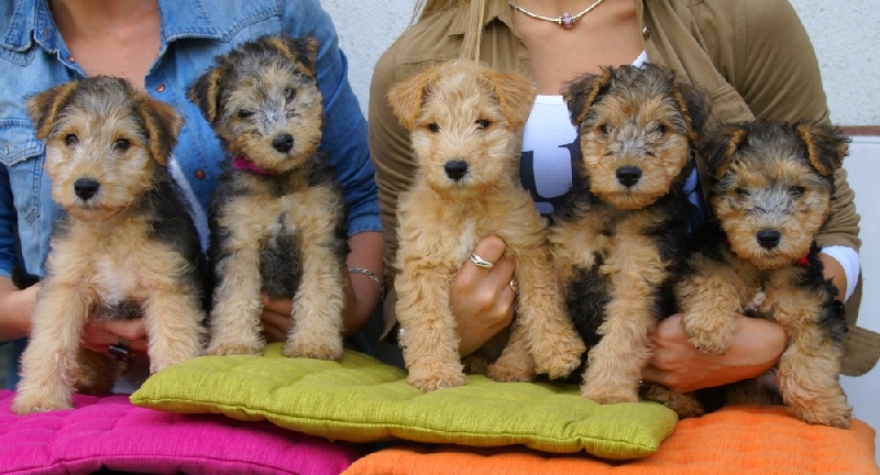chiot Lakeland Terrier Absolute dolce vita