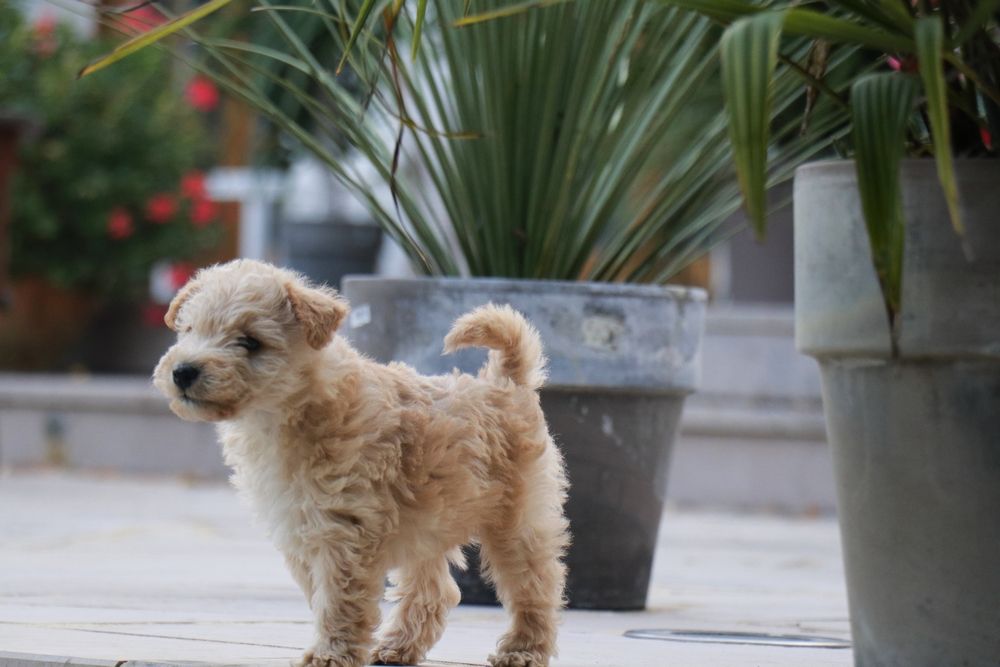 Absolute dolce vita - Chiot disponible  - Lakeland Terrier
