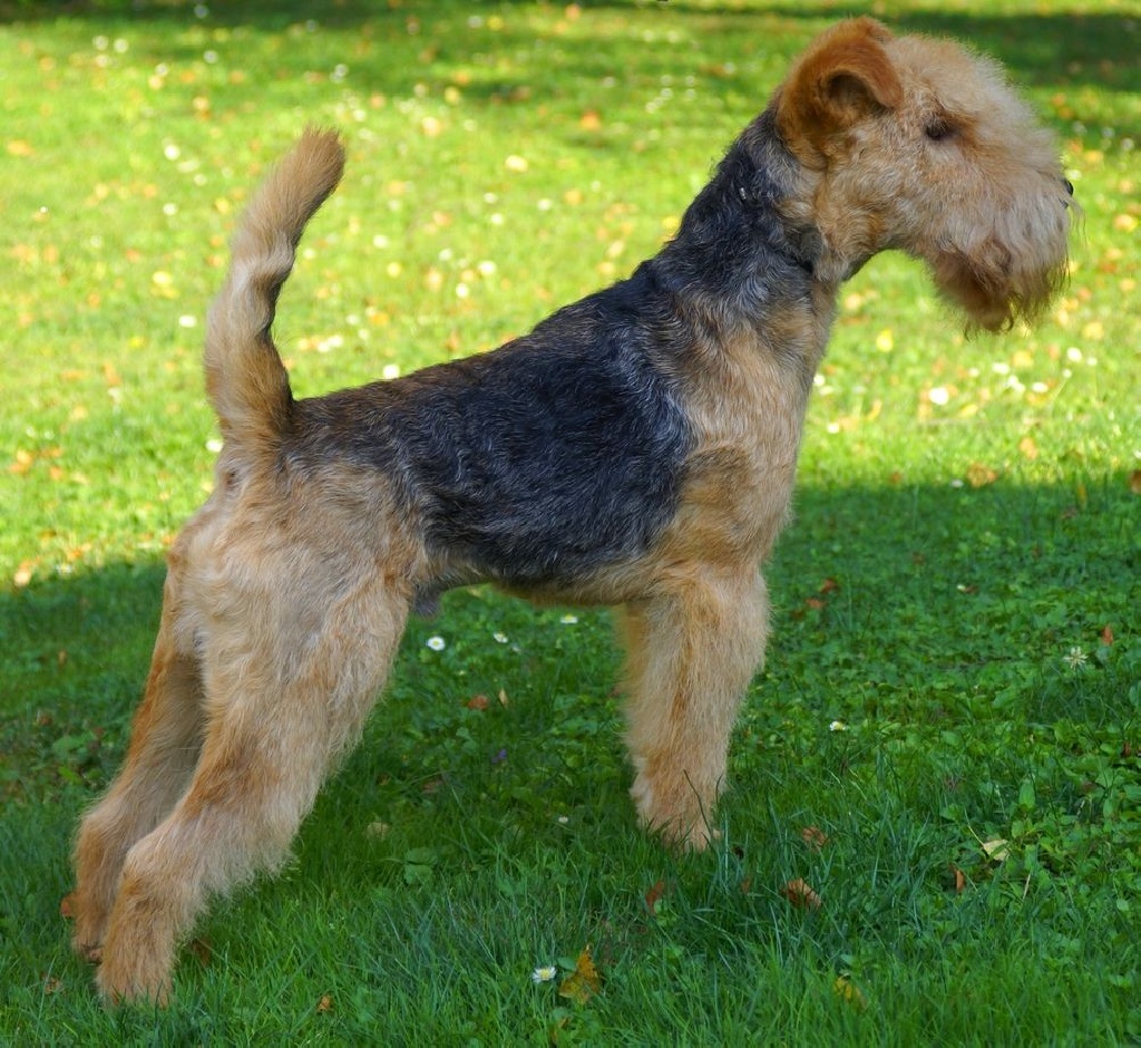 Absolute dolce vita - GEFFERSON MAIDEN: CHAMPION DE SUISSE