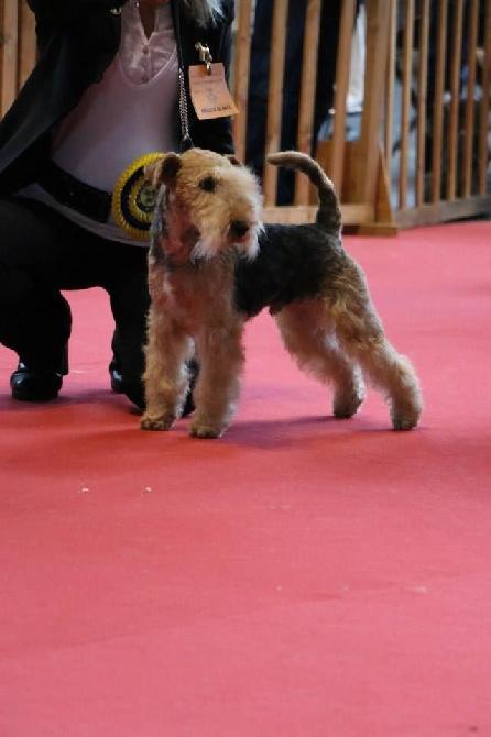 Absolute dolce vita - Mac Gyver dit "Ludwig" VAN FOLINY HOME:CACS, CACIB, BOB à AMIENS