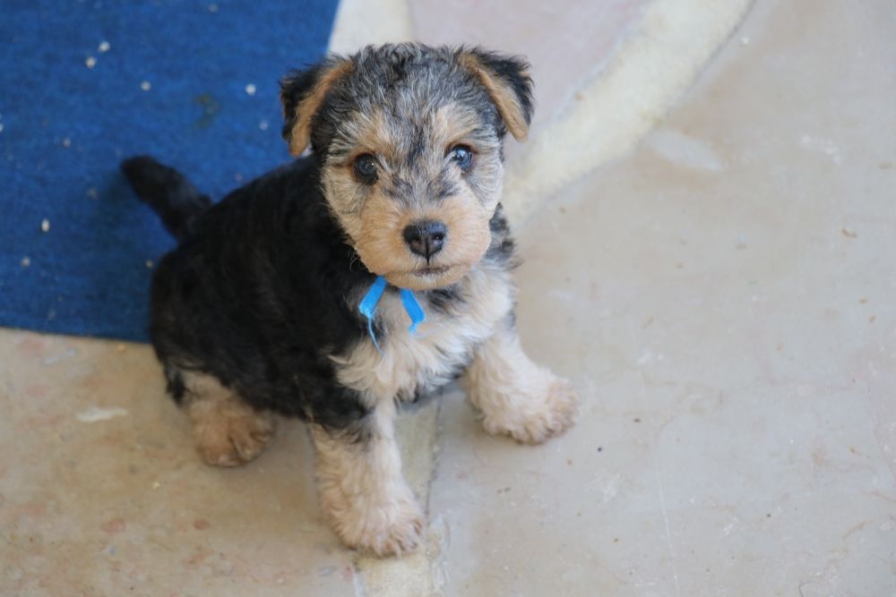 Absolute dolce vita - Lakeland Terrier - Portée née le 15/05/2020